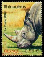 53 4373 20 06 2009 rhinoceros